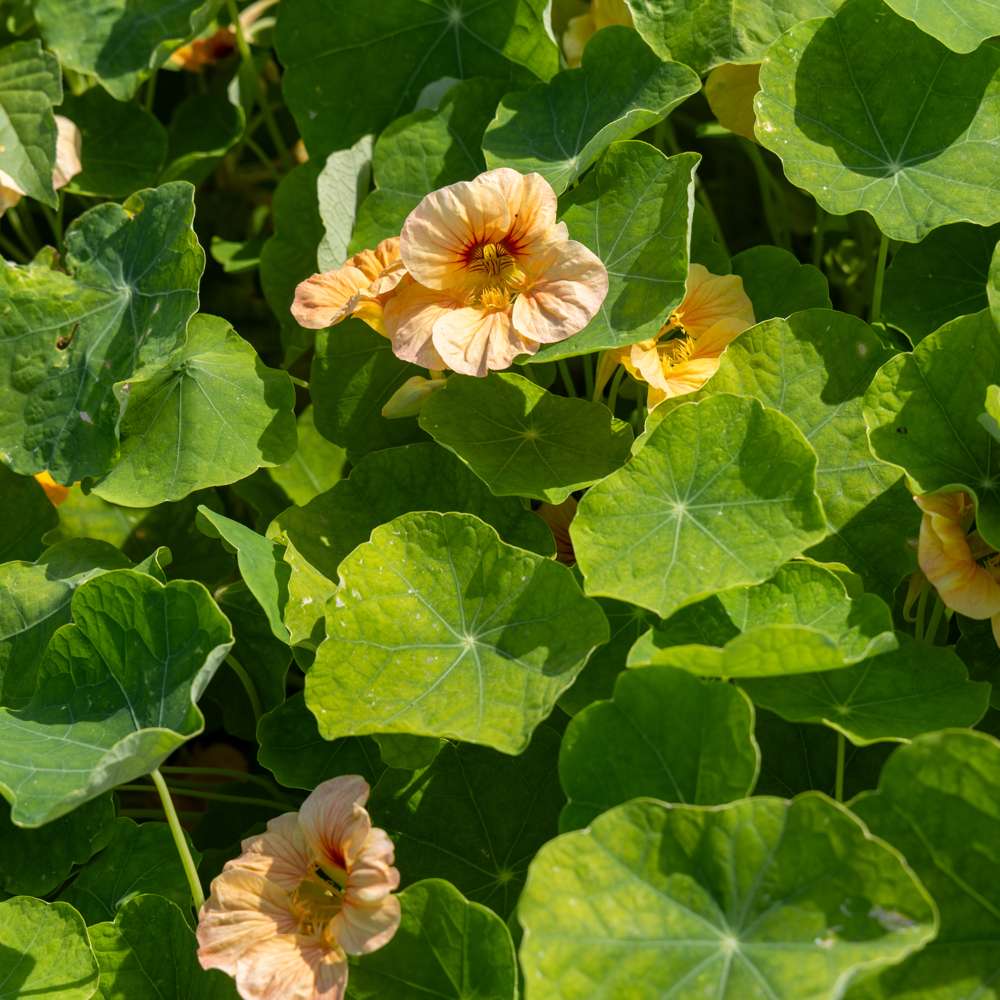 Slingerkrasse 'Tip Top Apricot' (frö)